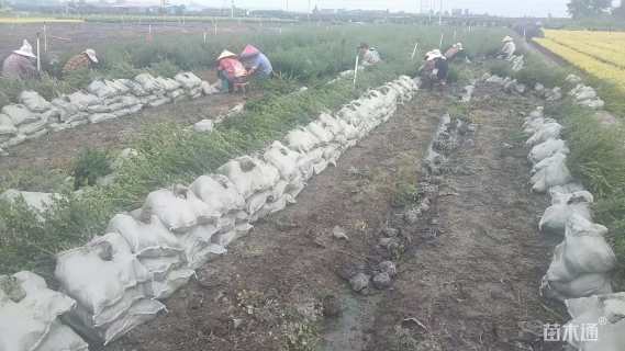 高度40厘米龟甲冬青