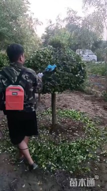 12公分高杆卫矛球