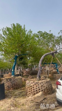 15公分红果冬青