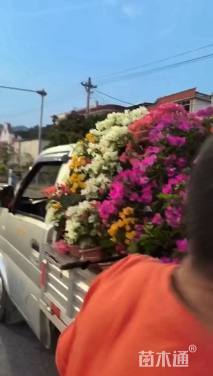 高度35厘米三角梅