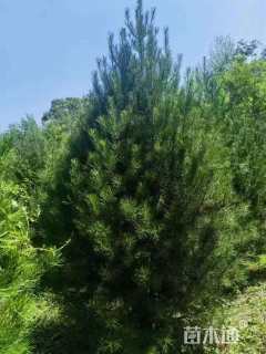 高度300厘米白皮松