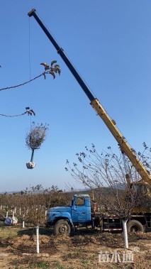 12公分樱花