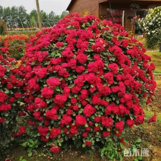 冠幅250厘米月季花球