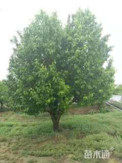 25公分八棱海棠