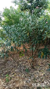 高度150厘米夹竹桃