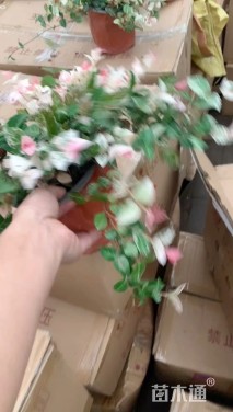 15厘米花叶络石