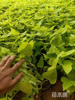 高度20厘米番薯