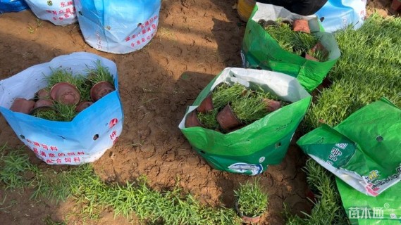 高度20厘米常夏石竹