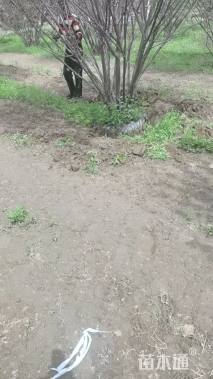 高度300厘米丛生榆叶梅