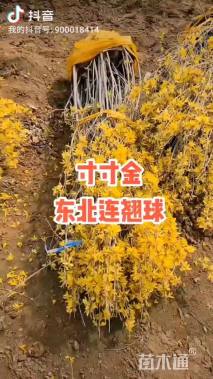 高度80厘米连翘