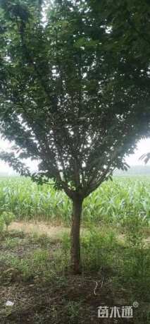 14公分日本晚樱