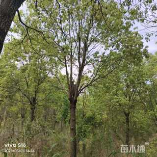 20公分香樟