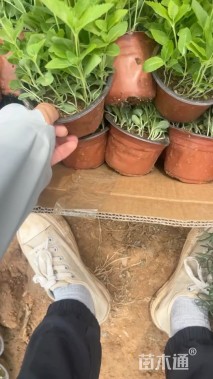 高度25厘米桔梗花