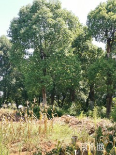 100公分香樟