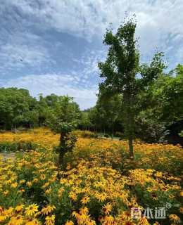 富长盛黑心菊种子