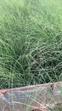 高度50厘米细叶芒
