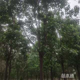 18公分速生楸树