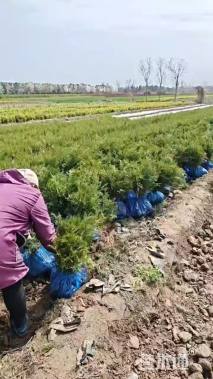 高度30厘米侧柏小苗