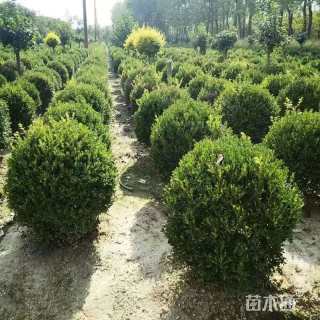 冠幅120厘米小叶黄杨球