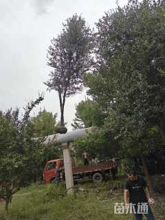 12公分弗吉尼亚栎