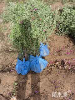 高度60厘米四季玫瑰