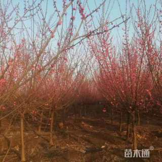 20公分红梅