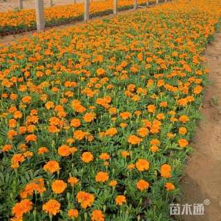 高度15厘米孔雀草