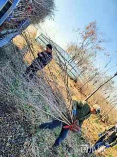 高度50厘米丛生花石榴