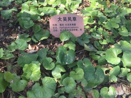 高度50厘米大吴风草