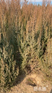 高度150厘米刺柏