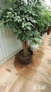 高度100厘米富贵榕