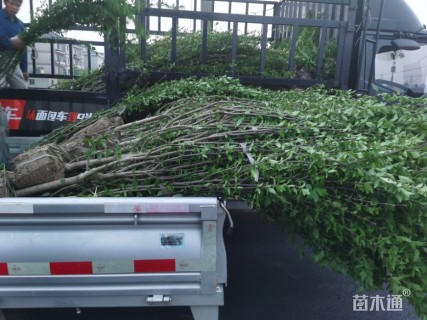 高度200厘米木槿