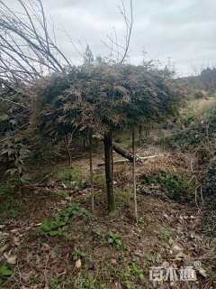 高度180厘米羽毛枫