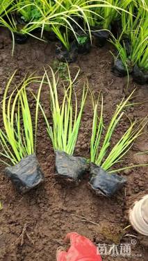 高度25厘米金叶石菖蒲