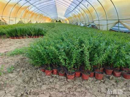 高度34厘米细叶萼距花