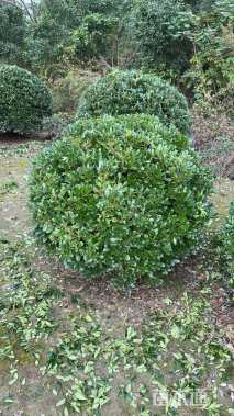 冠幅120厘米海桐球