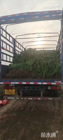 高度30厘米小龙柏