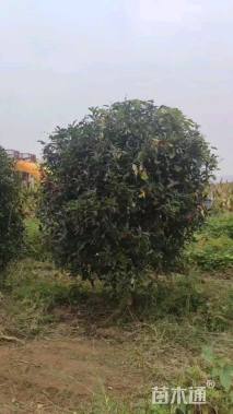 高度300厘米中华石楠