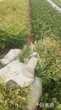 高度50厘米南天竹