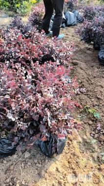 高度46厘米红花继木