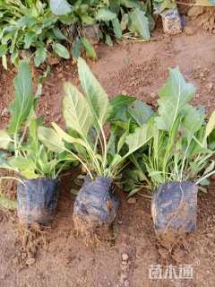 高度10厘米鼠尾草