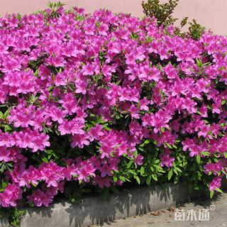 高度40厘米精品春鹃
