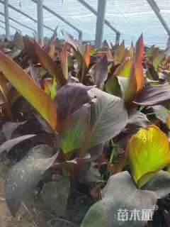 高度20厘米紫叶美人蕉