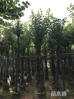8公分洋紫荆