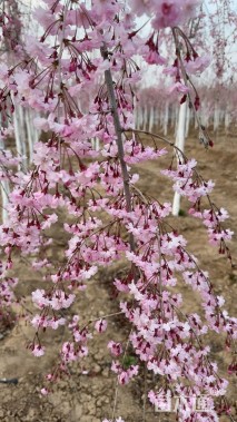 5公分垂枝樱花