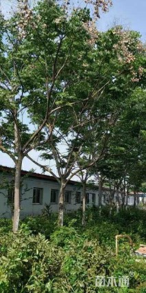 20公分黄山栾树