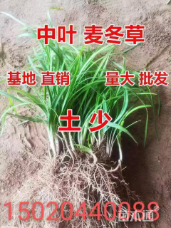 高度20厘米中叶麦冬