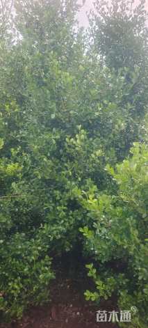 高度220厘米小叶黄杨