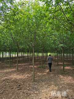 10公分绚丽海棠