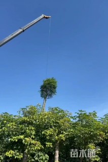 12公分秋枫